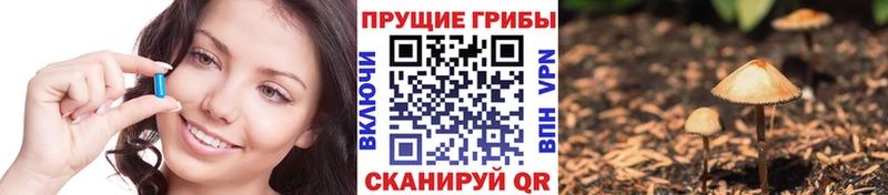 цена наркотик  Вышний Волочёк  Псилоцибиновые грибы Psilocybe 